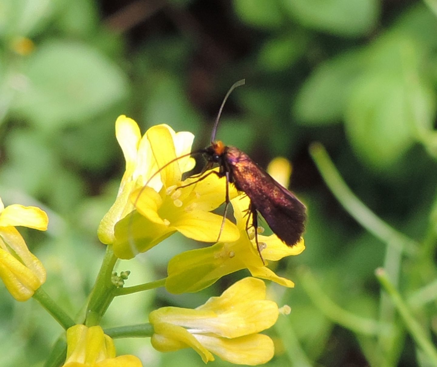 Adelidae da identificare