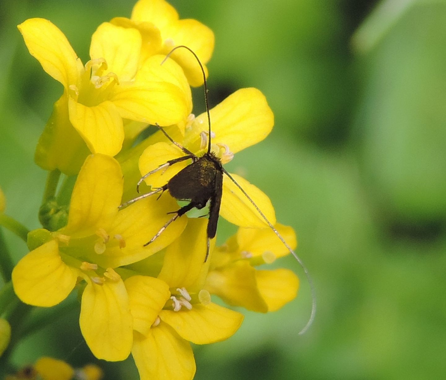 Adelidae da identificare