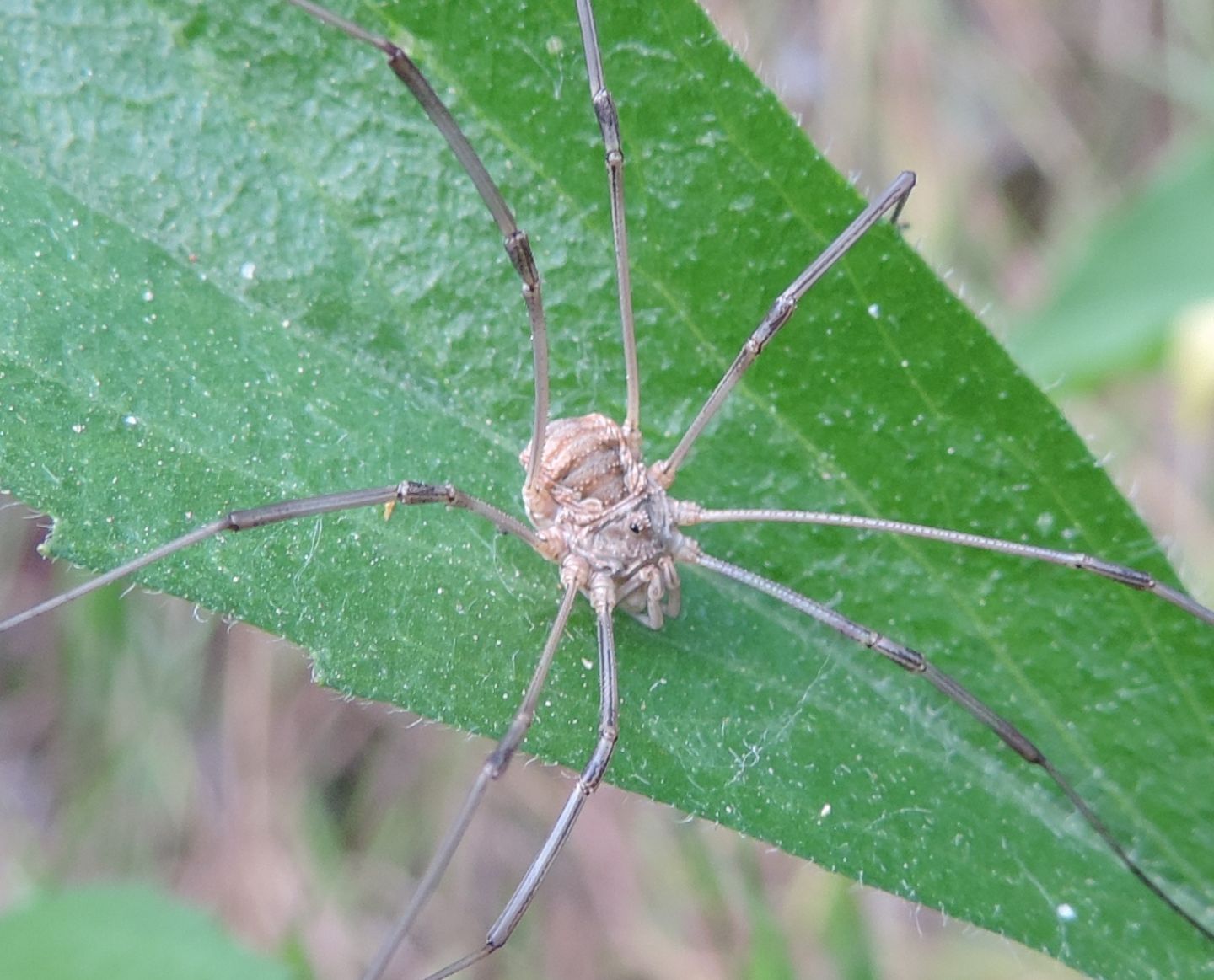 Phalangiidae: Phalangium opilio?  No, Rilaena triangularis