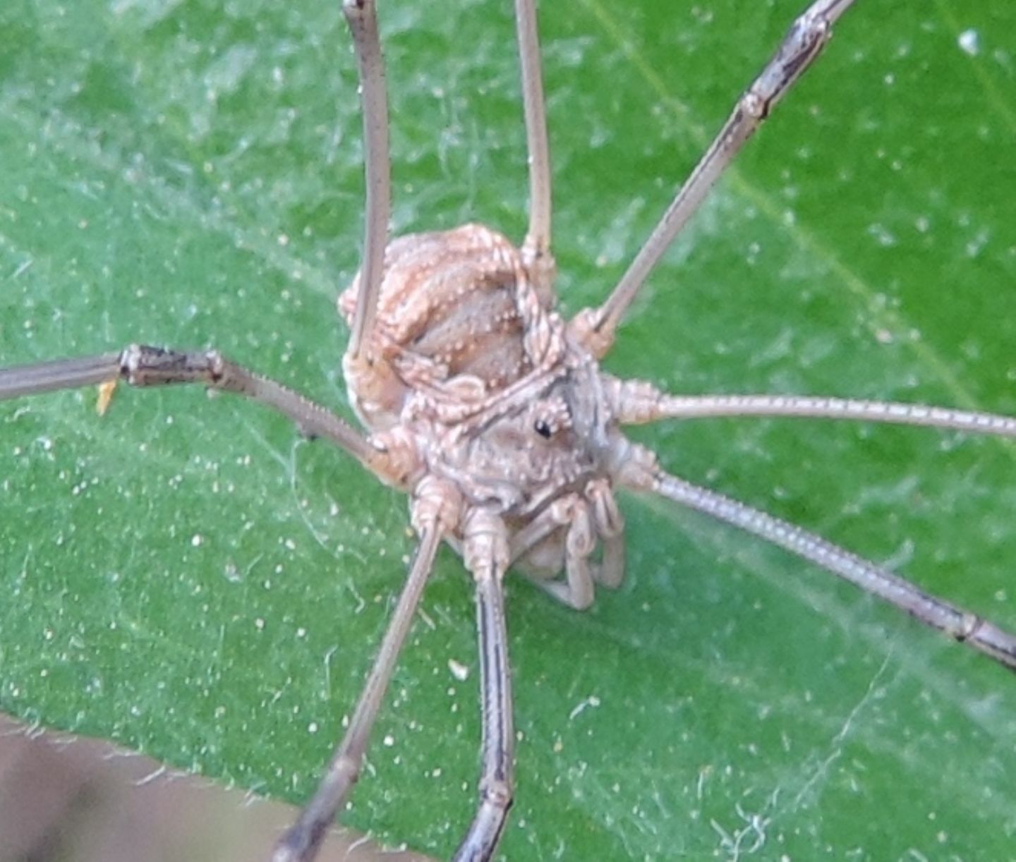 Phalangiidae: Phalangium opilio?  No, Rilaena triangularis