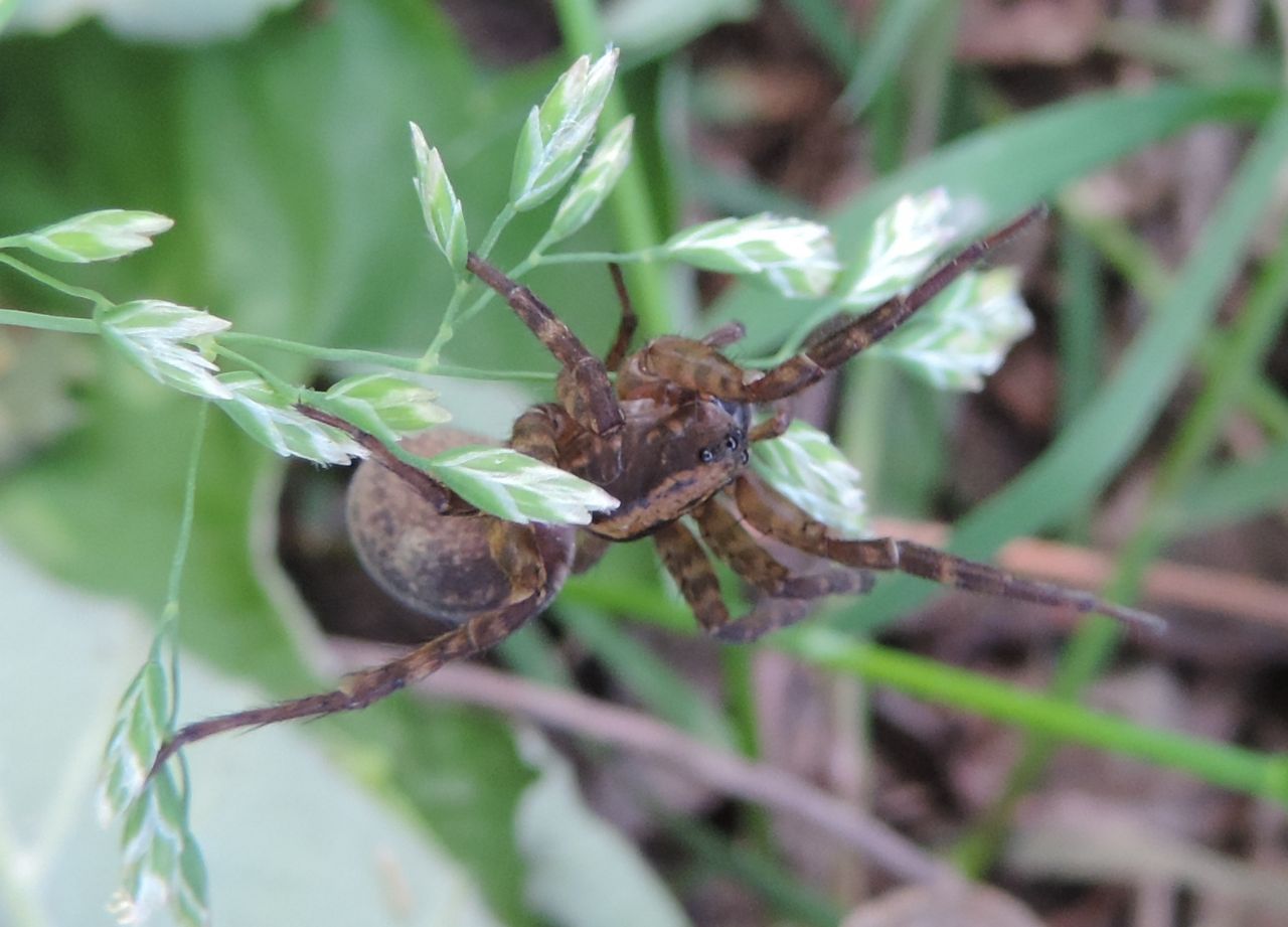 Trochosa sp. - Baldissero (TO)