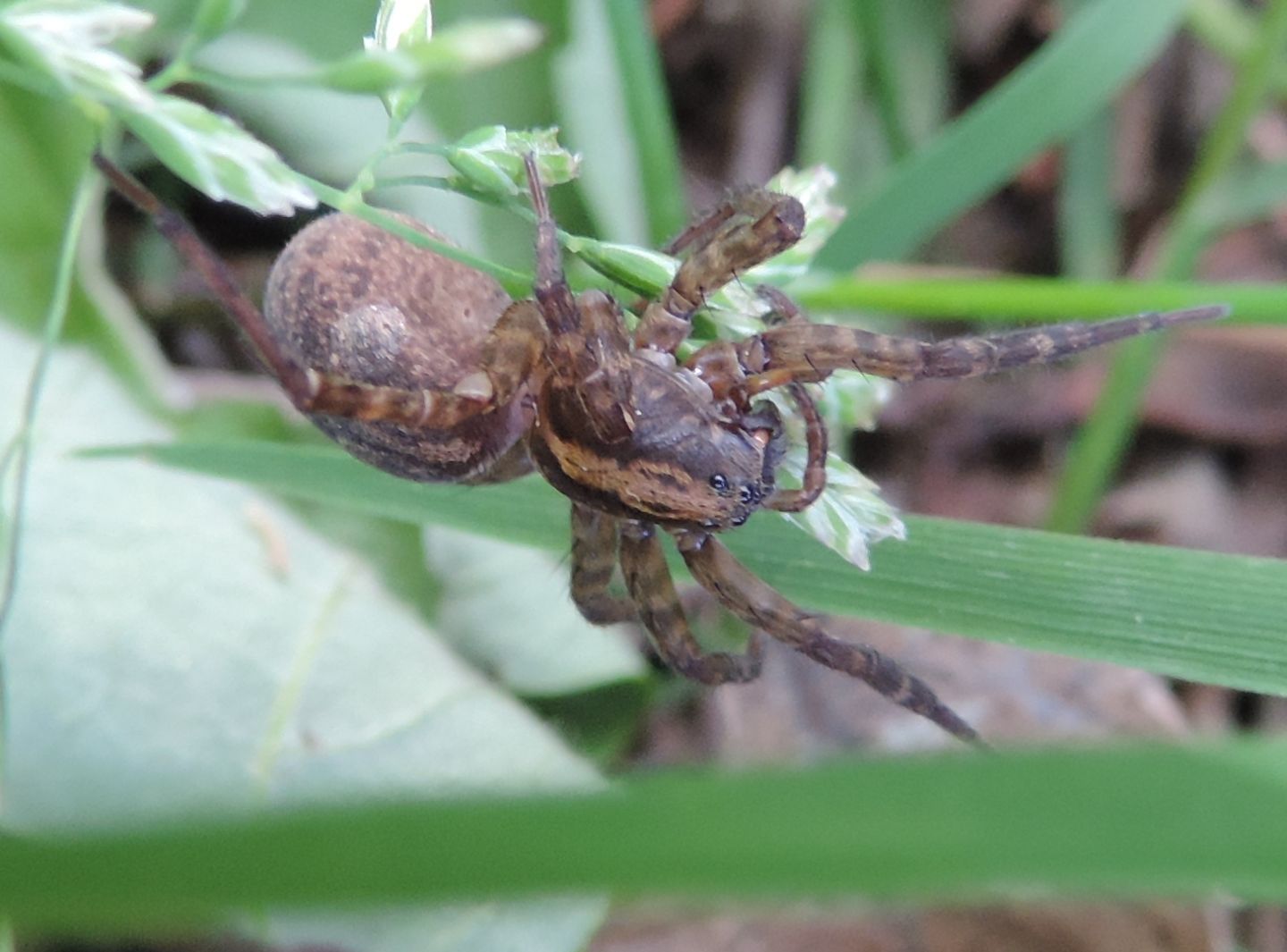 Trochosa sp. - Baldissero (TO)