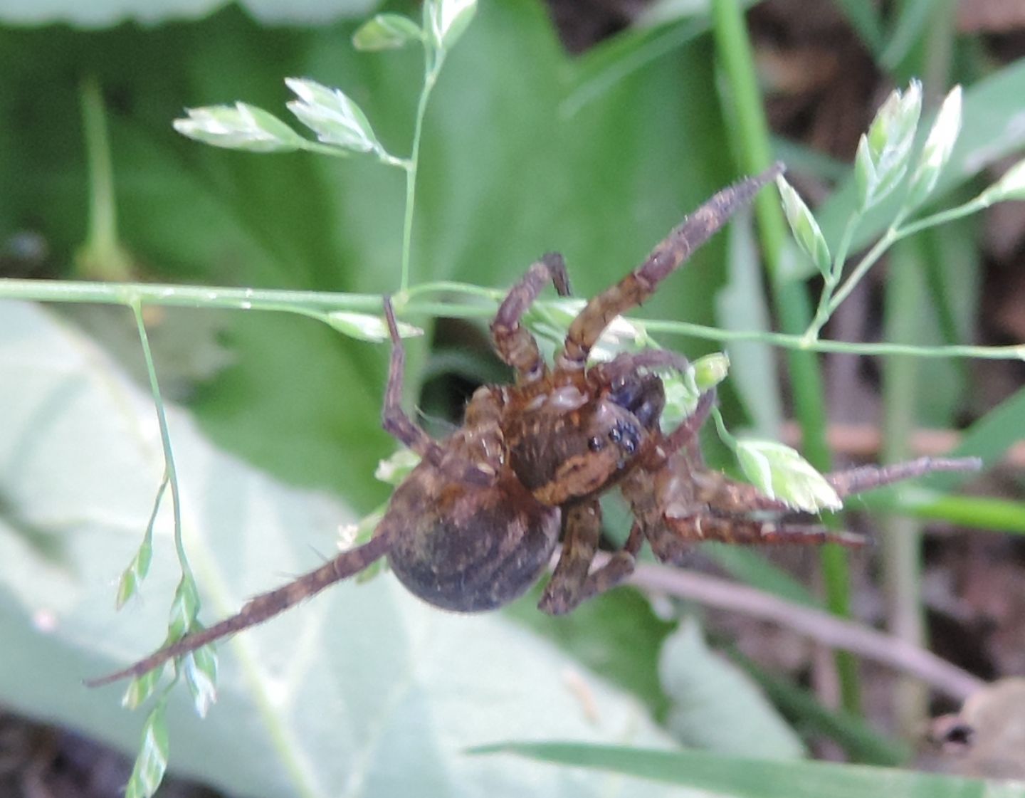 Trochosa sp. - Baldissero (TO)