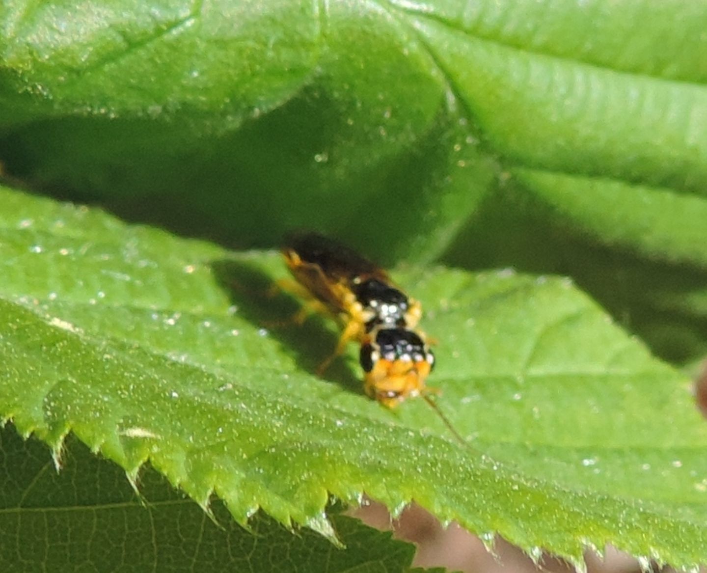 Pamphilius?