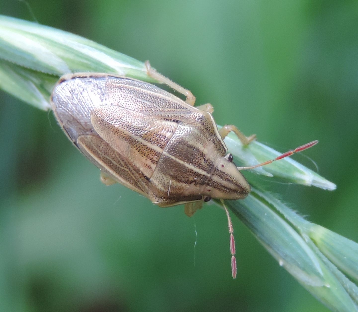 Aelia acuminata? S