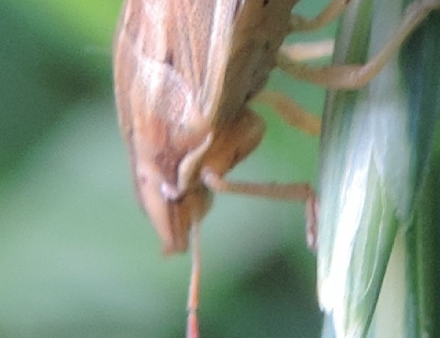 Aelia acuminata? S