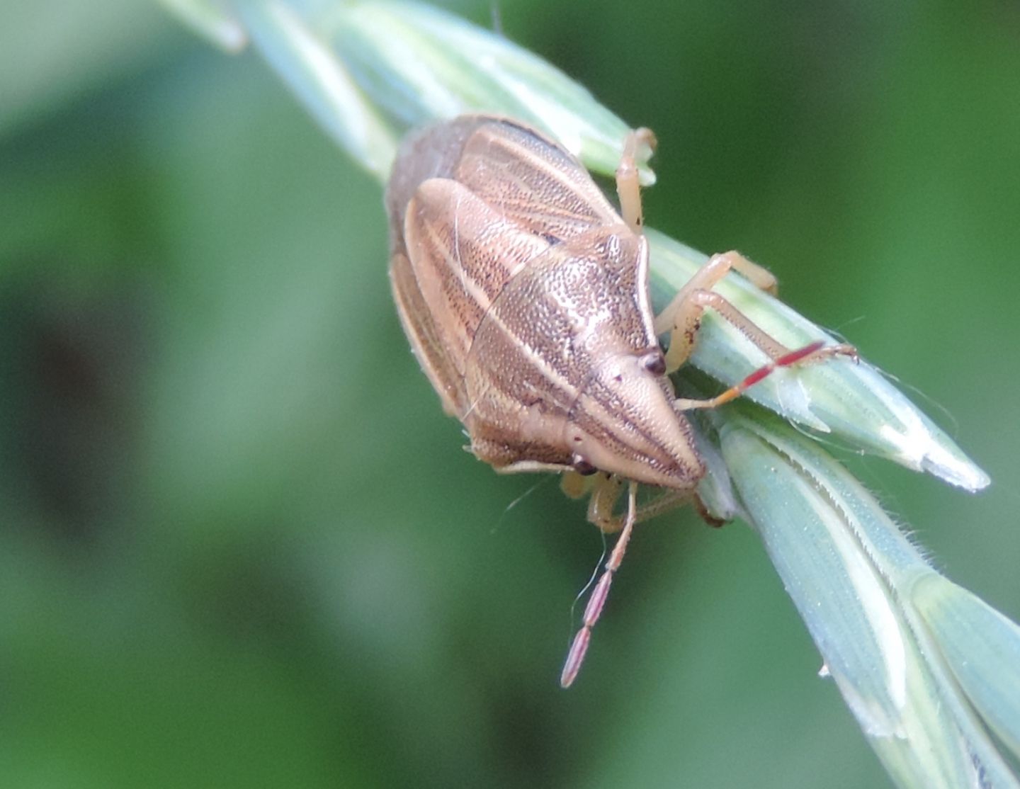 Aelia acuminata? S