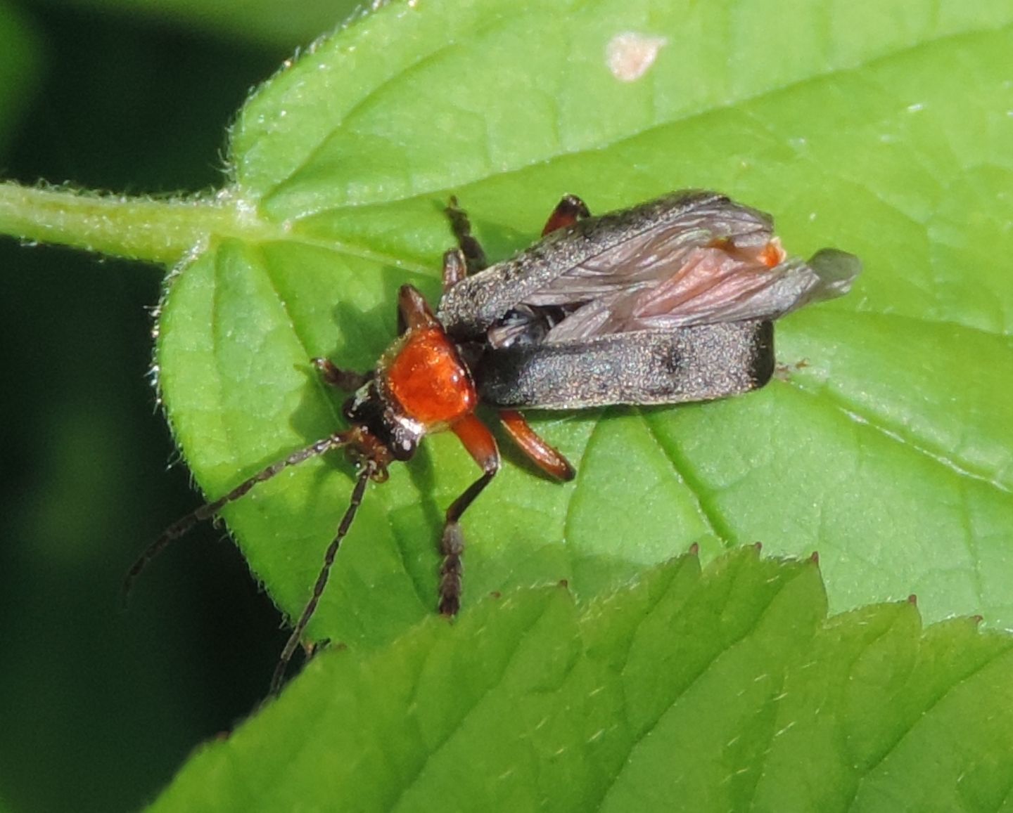 Cantharis pellucida