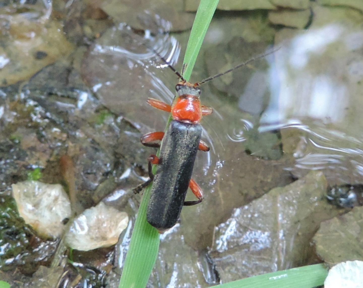 Cantharis pellucida