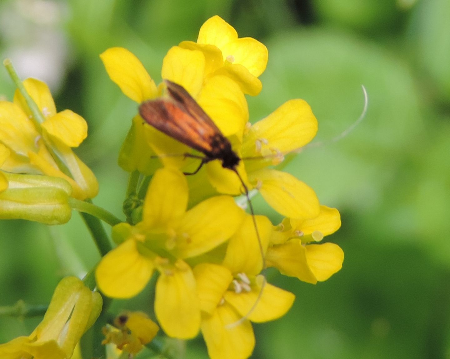 Adelidae da identificare