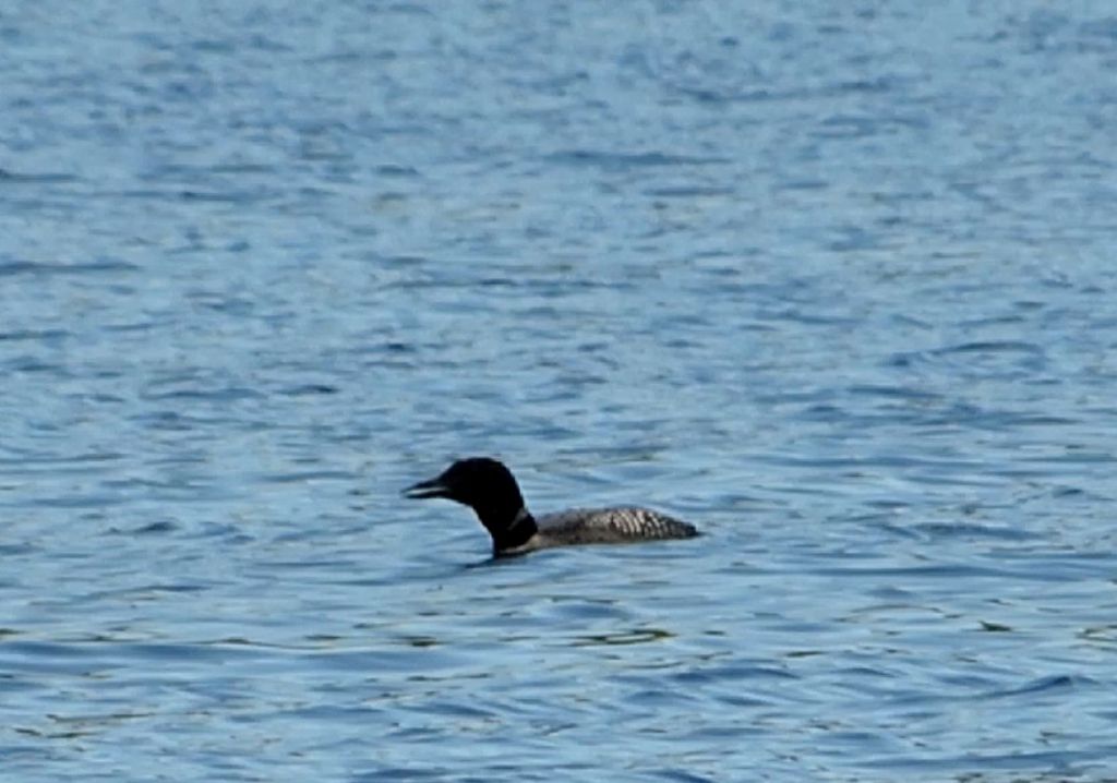 Strolaga maggiore in abito riproduttivo!