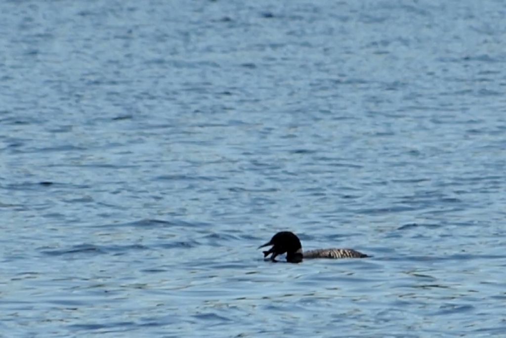 Strolaga maggiore in abito riproduttivo!