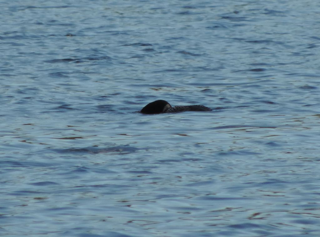 Strolaga maggiore in abito riproduttivo!