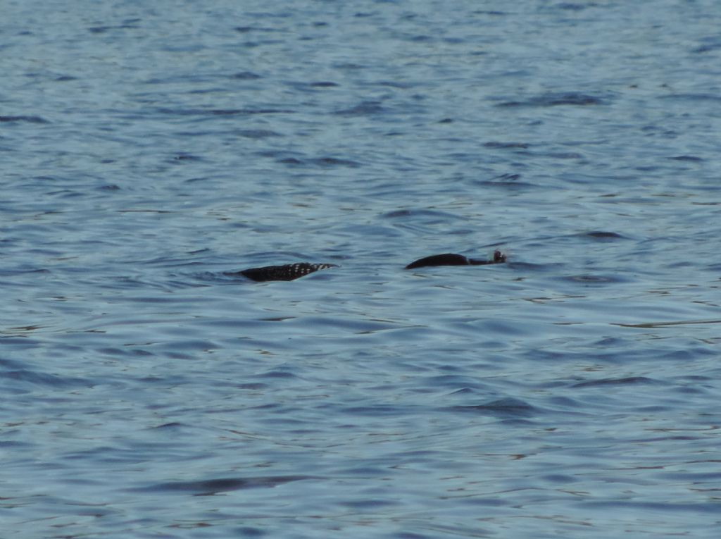 Strolaga maggiore in abito riproduttivo!