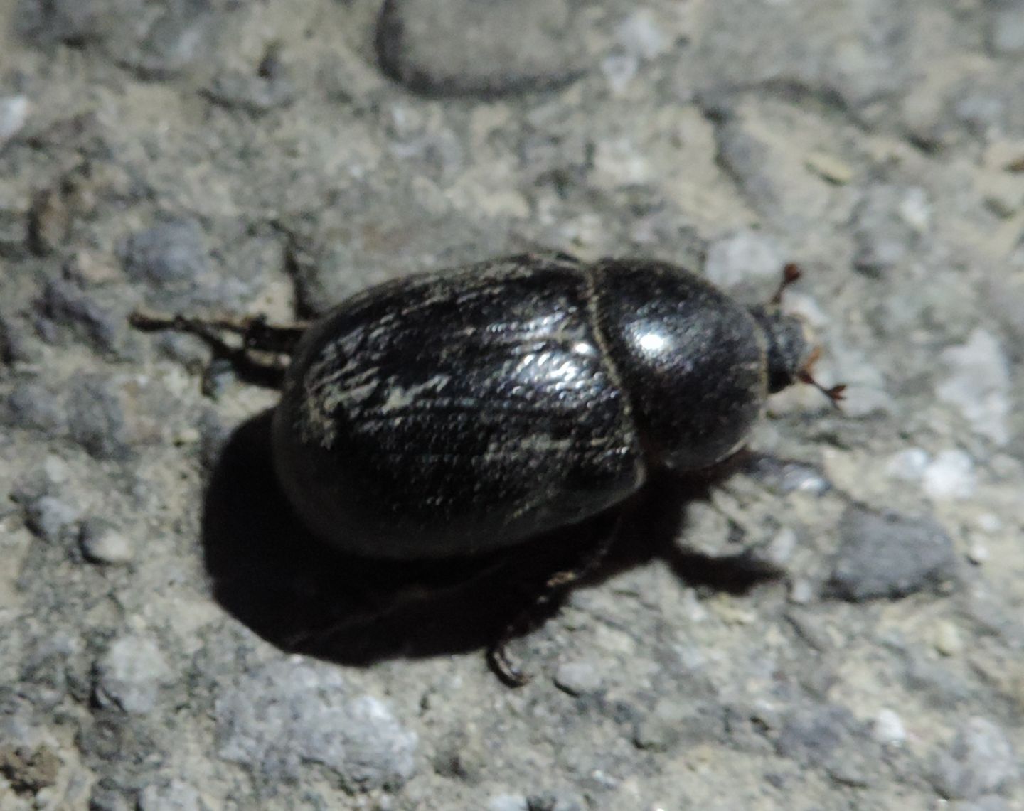 Pentodon bidens punctatum