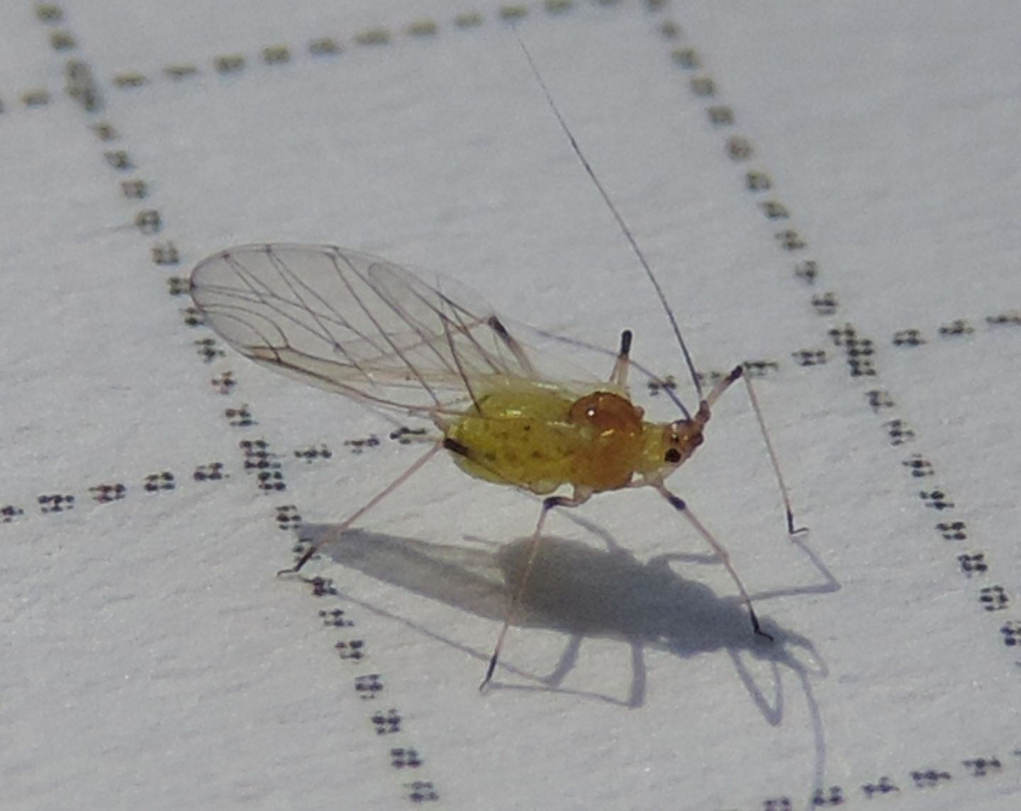 Bell''afide alato.  Macrosiphum sp.