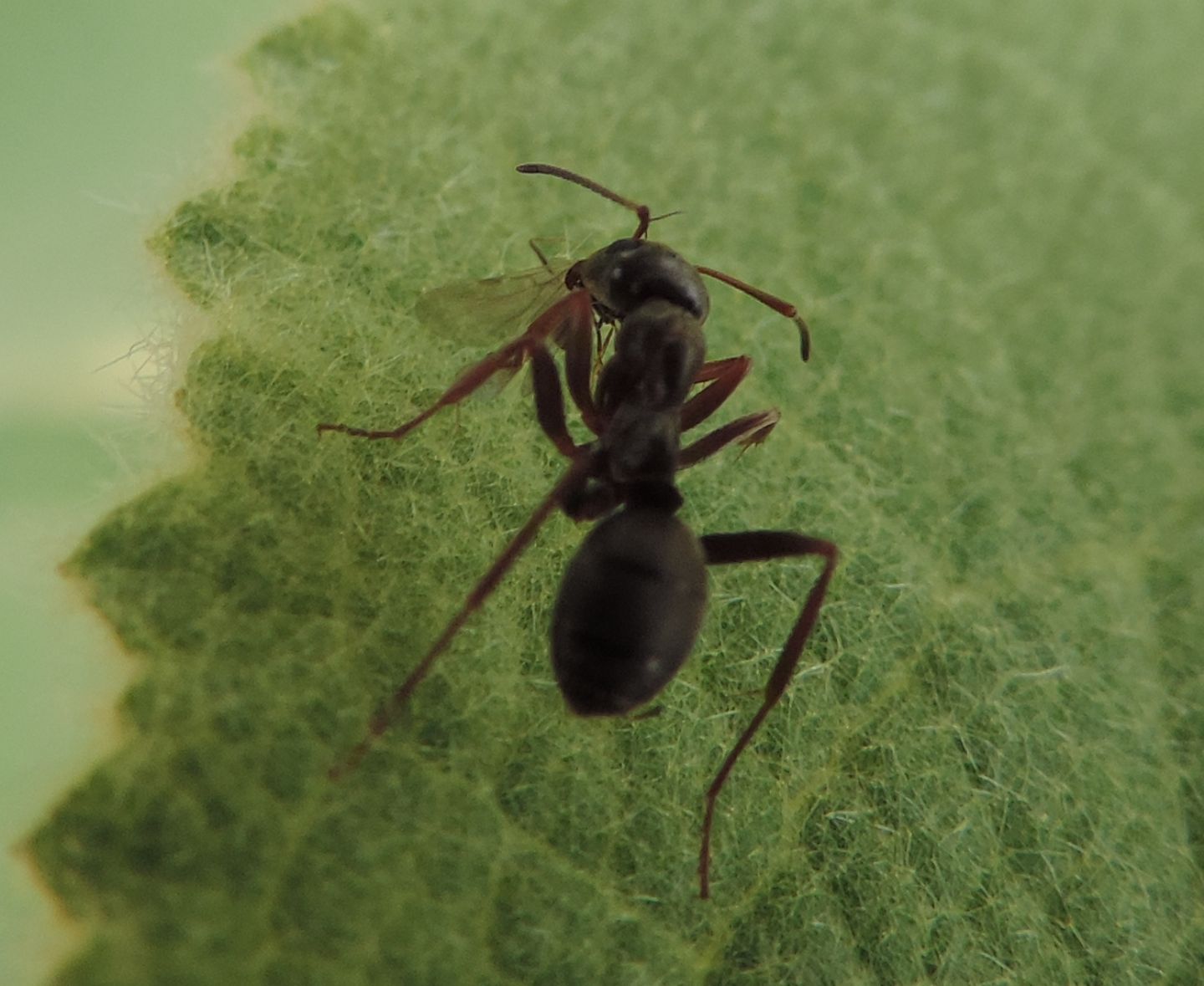 Formica (Serviformica) ? S, cf. cunicularia