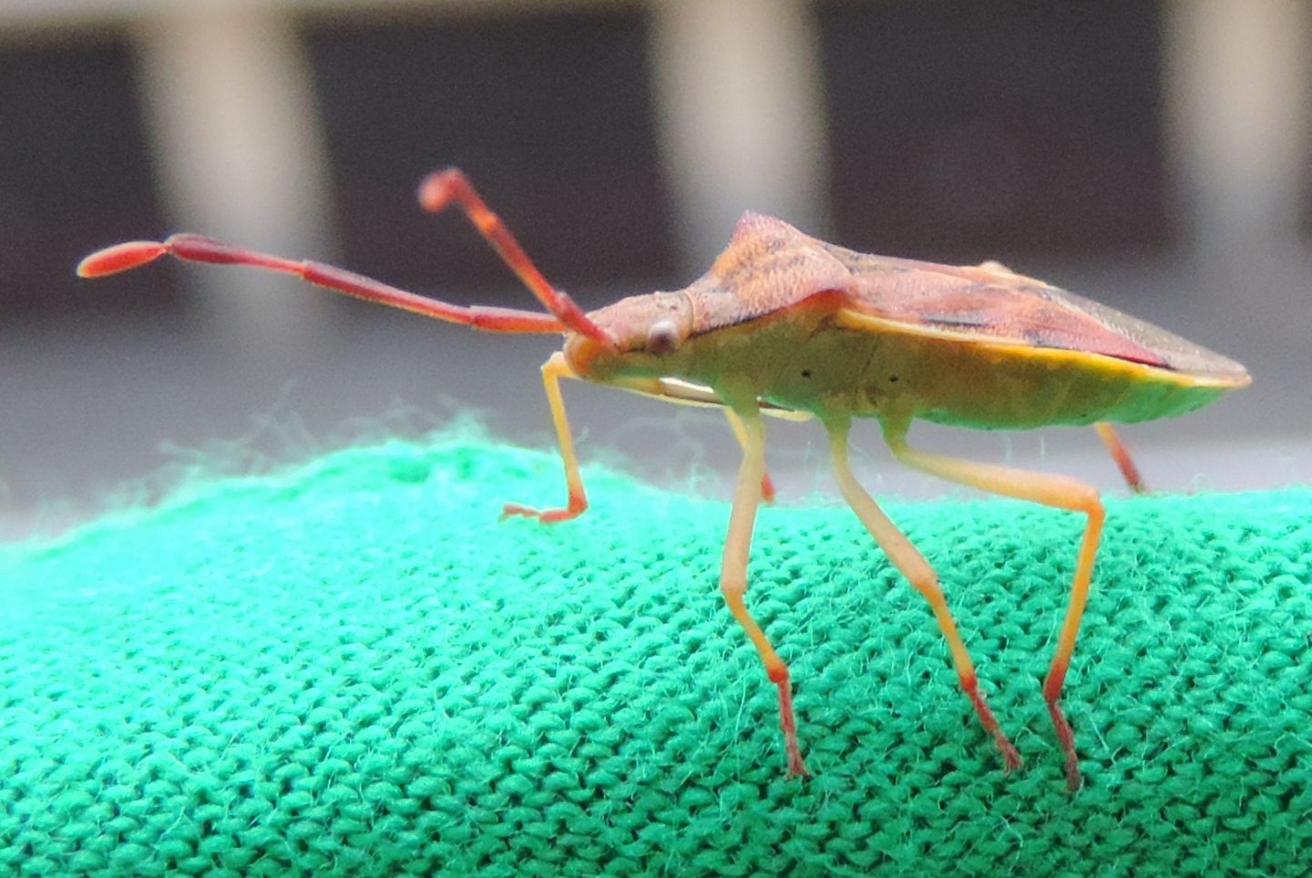 Gonocerus juniperi? sì