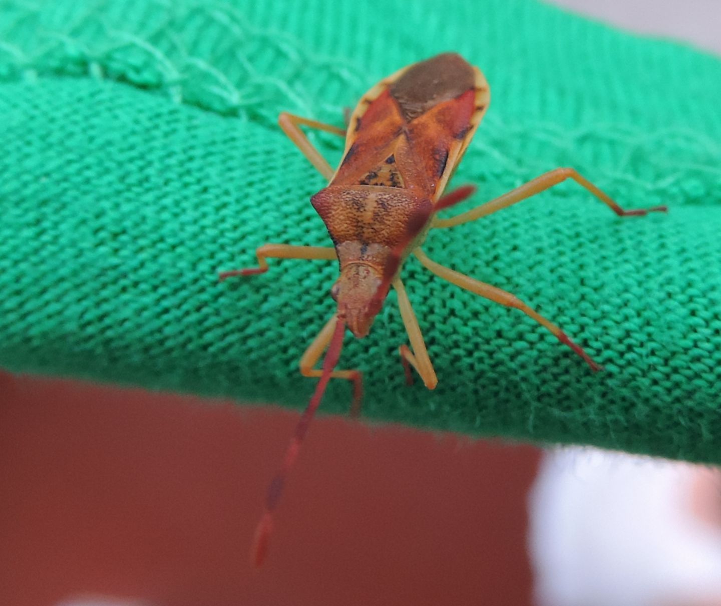 Gonocerus juniperi? sì