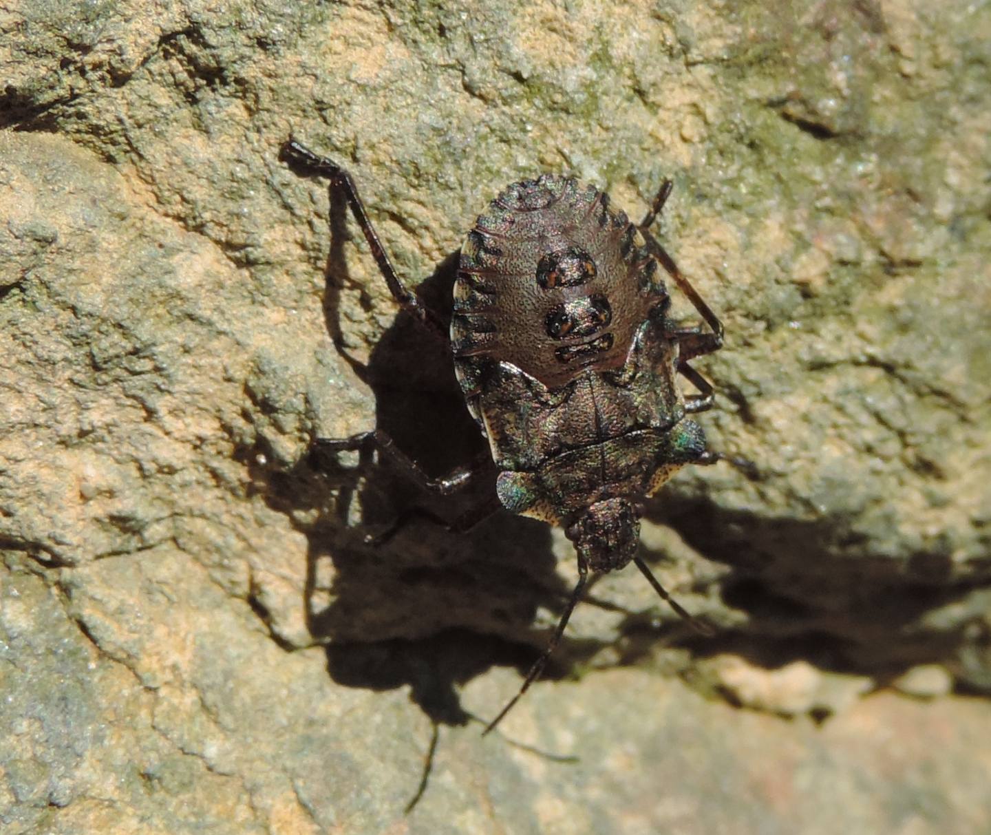 Pentatomidae: Pentatoma rufipes (ninfa) del Piemonte (TO)