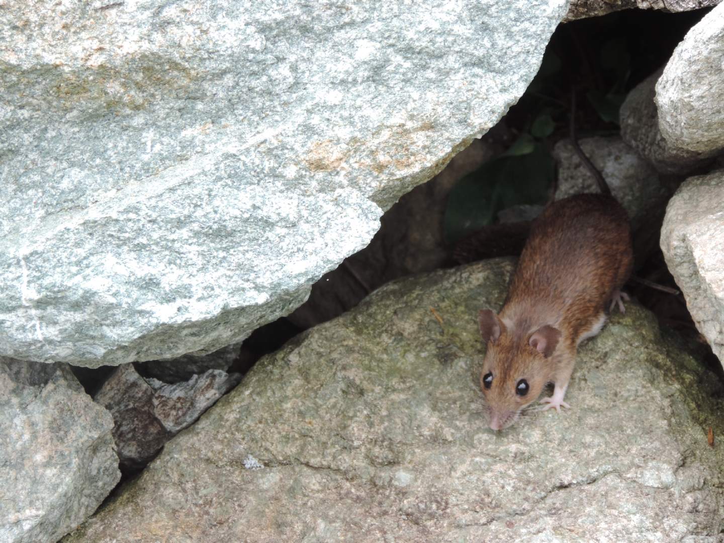 Apodemus sp., forse alpicola