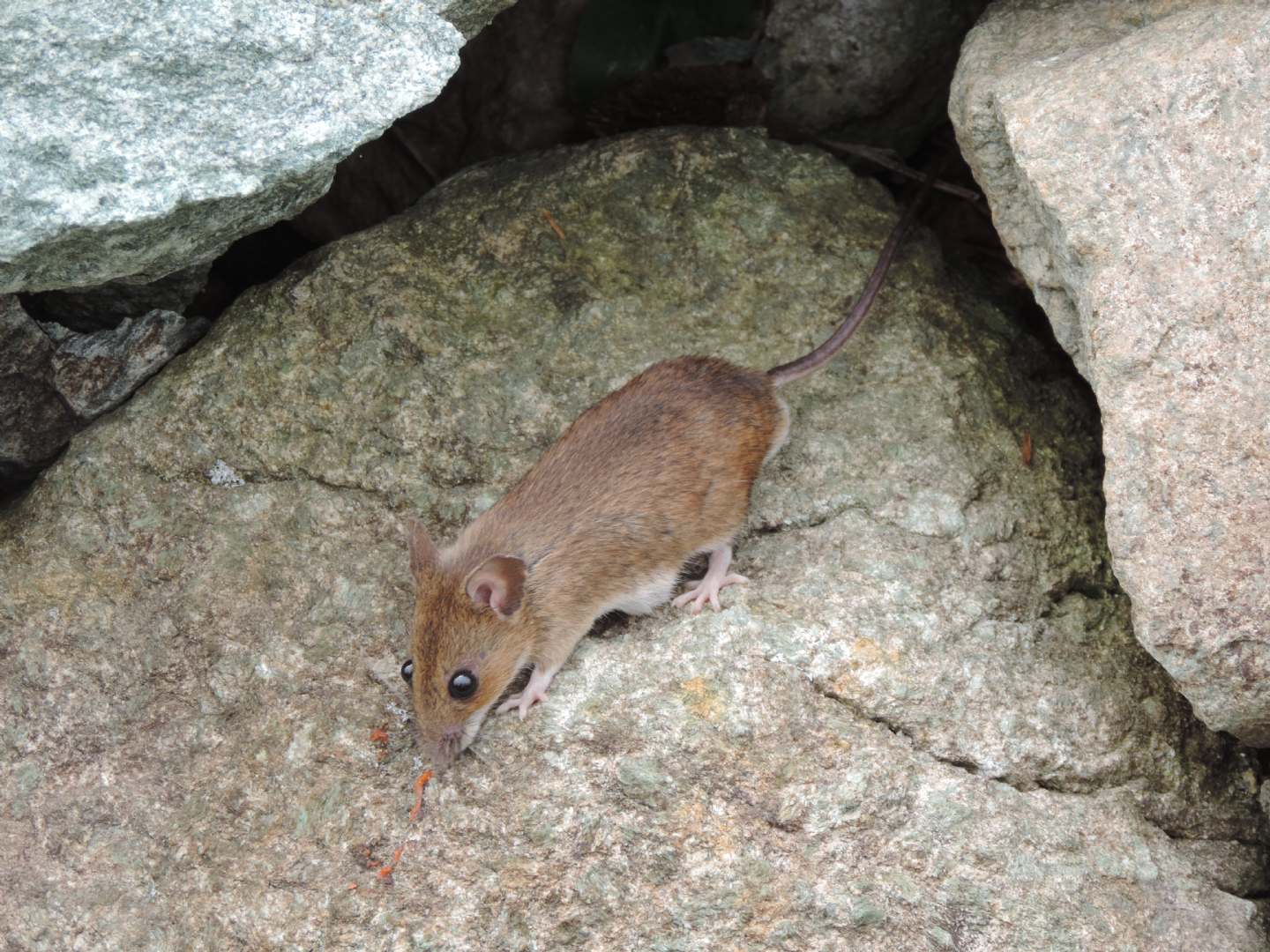 Apodemus sp., forse alpicola