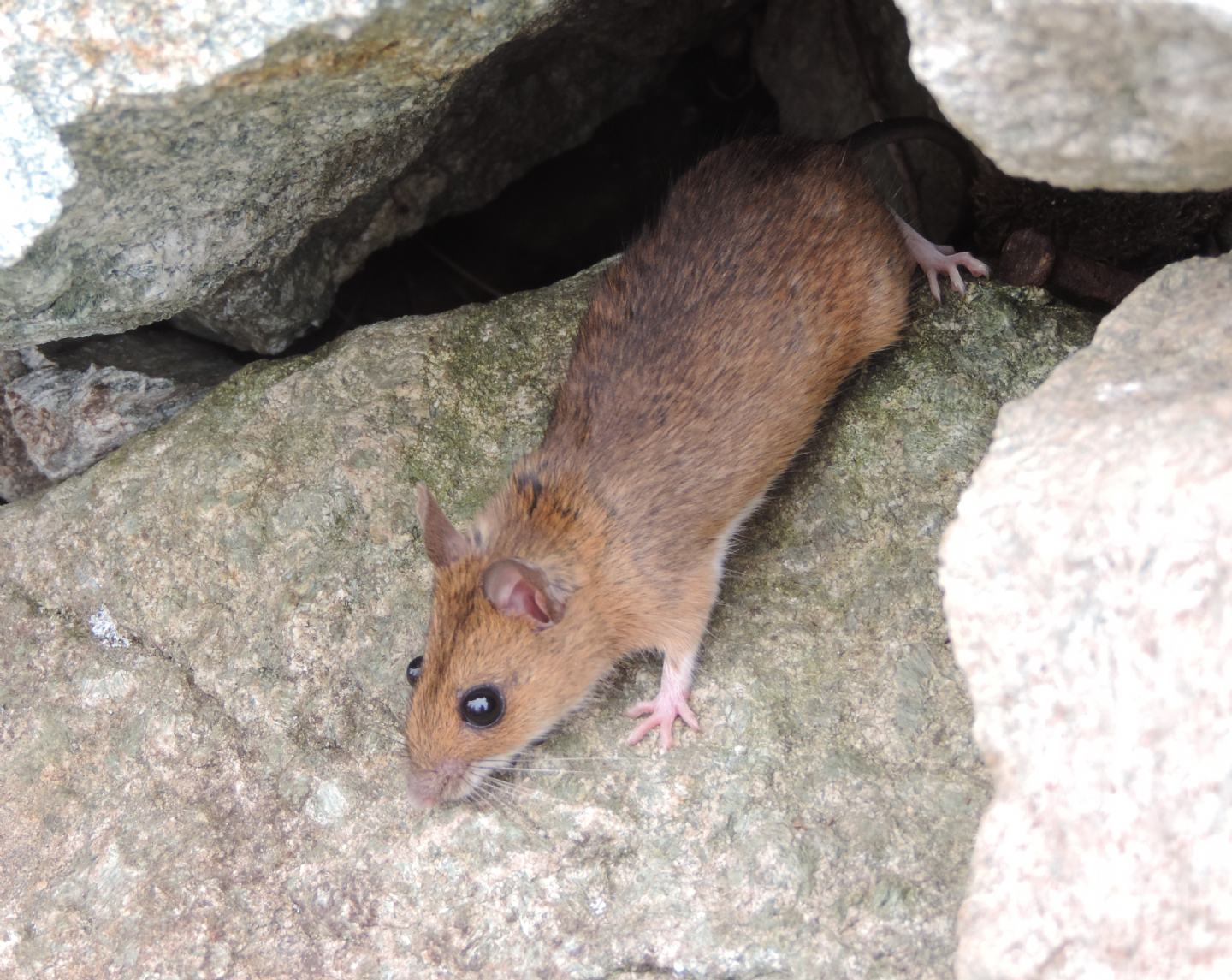 Apodemus sp., forse alpicola
