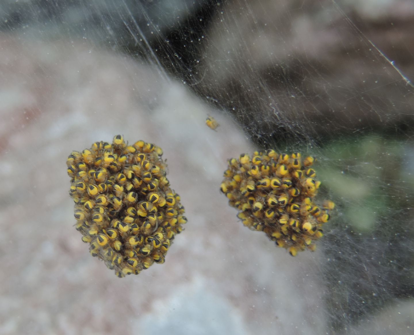 Araneus sp. - Val Sangone (TO)