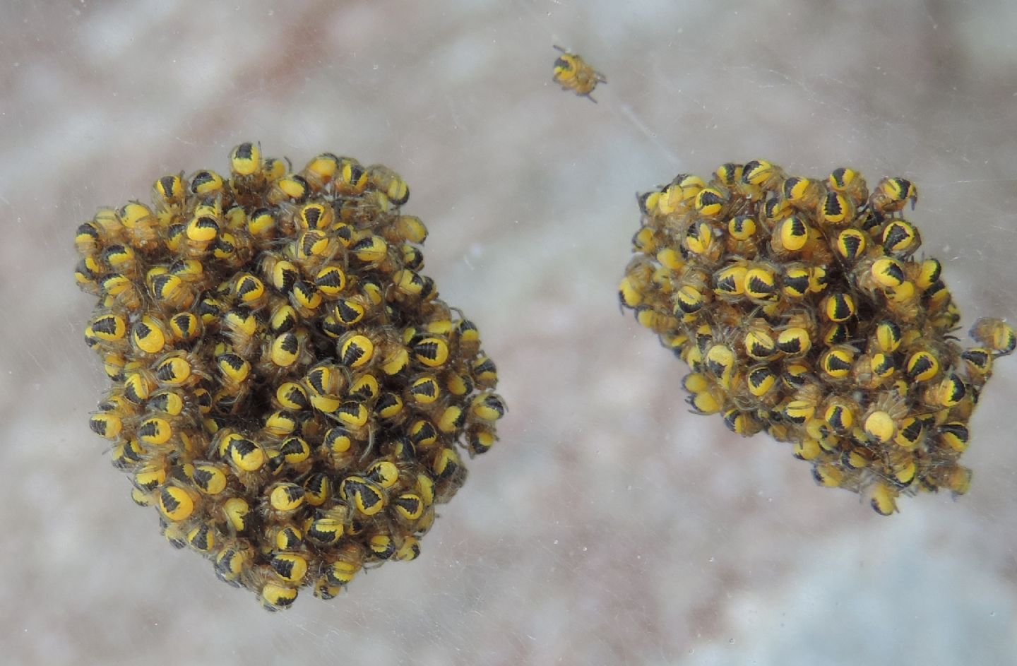 Araneus sp. - Val Sangone (TO)