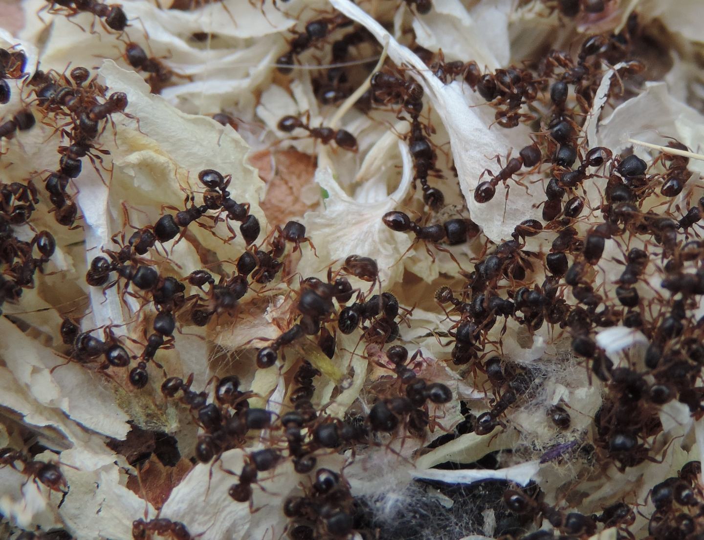 Un nugolo di formiche: Tetramorium sp.