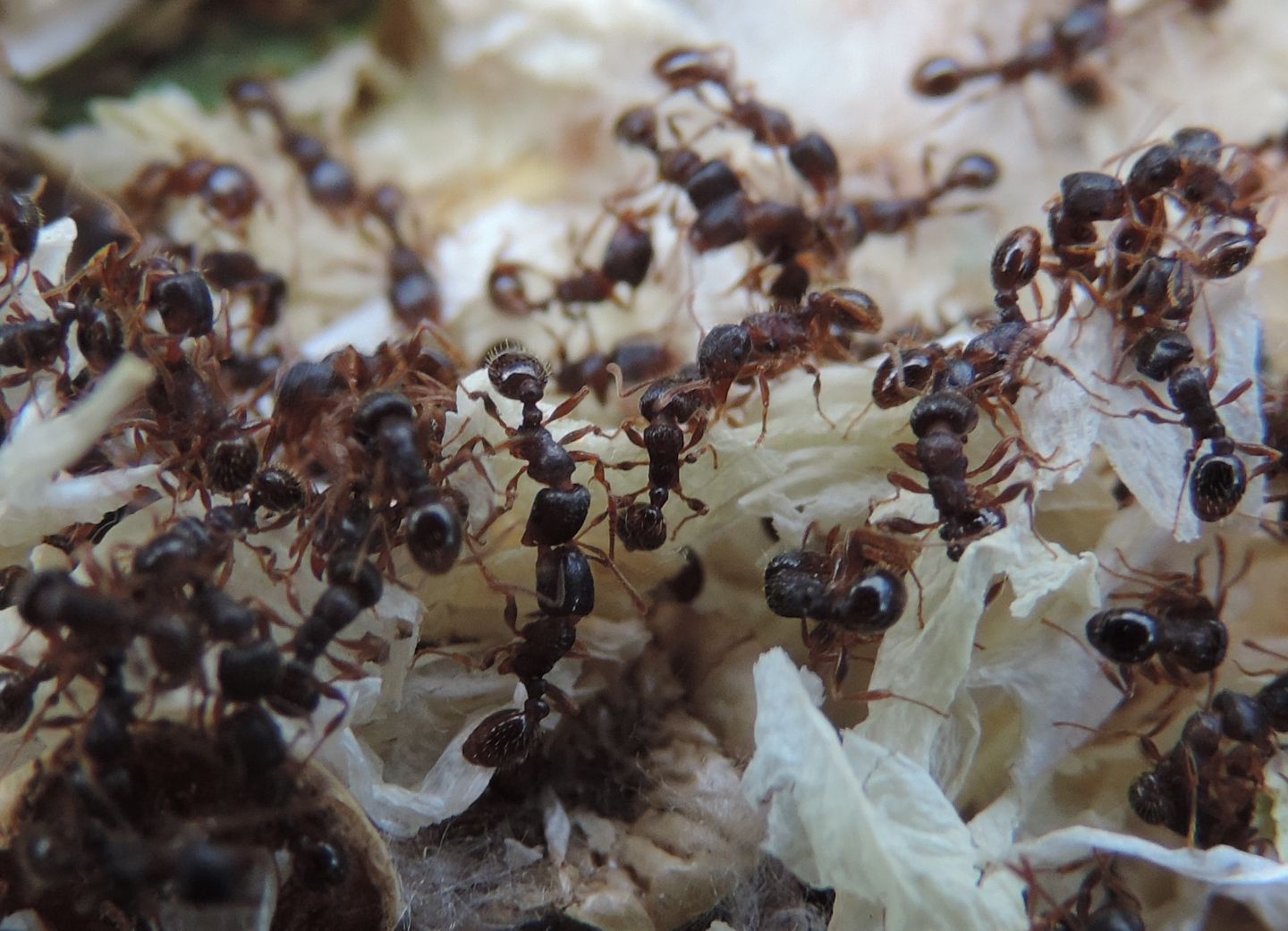 Un nugolo di formiche: Tetramorium sp.