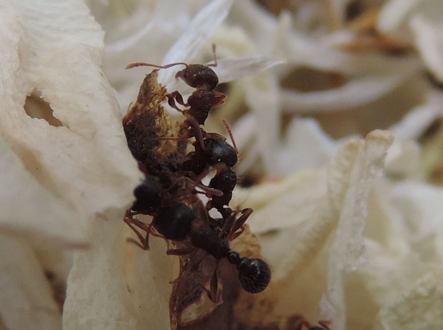 Un nugolo di formiche: Tetramorium sp.