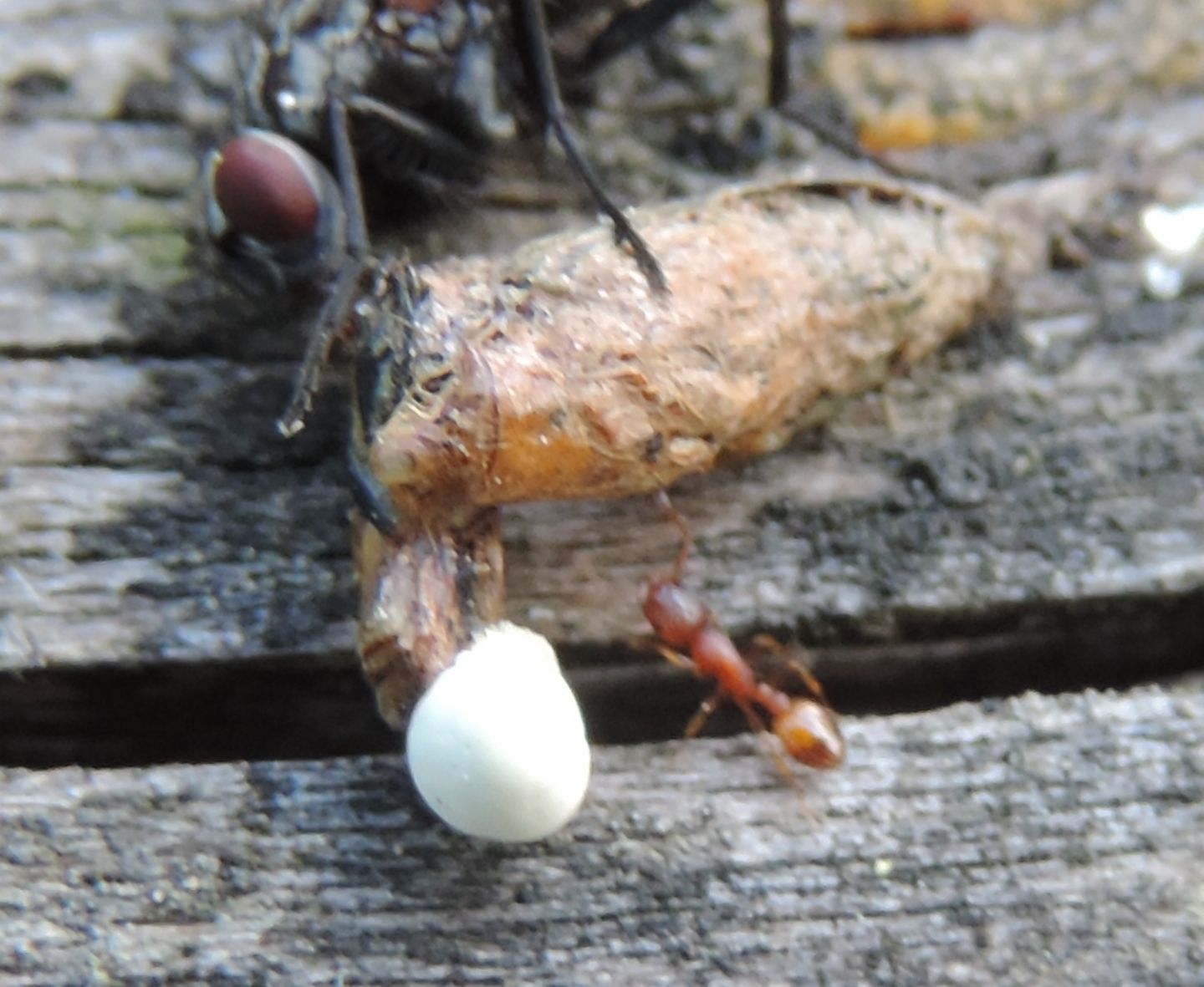 formichina rossa: Temnothorax sp.