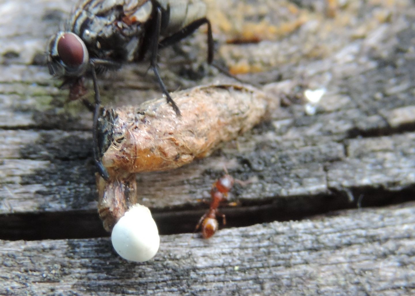 formichina rossa: Temnothorax sp.