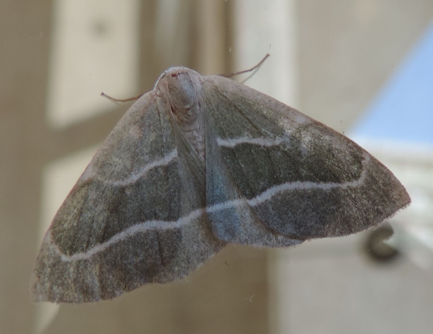 Falena verdolina - Hylaea fasciaria