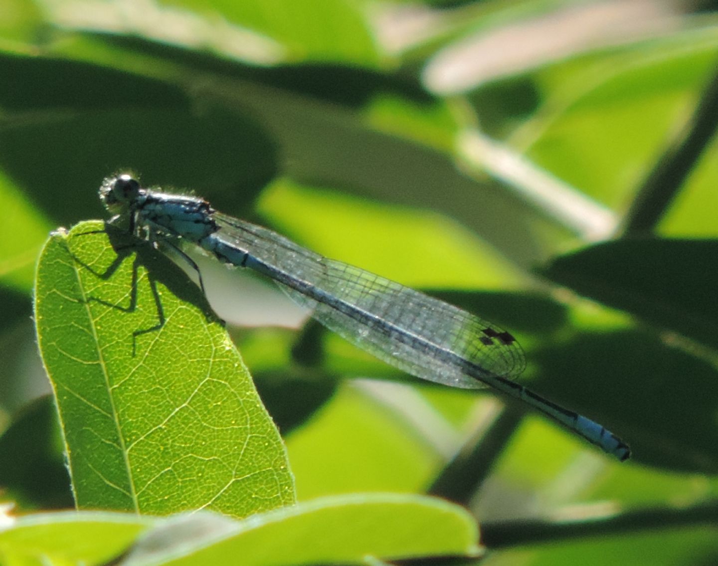Coenagrion puella?