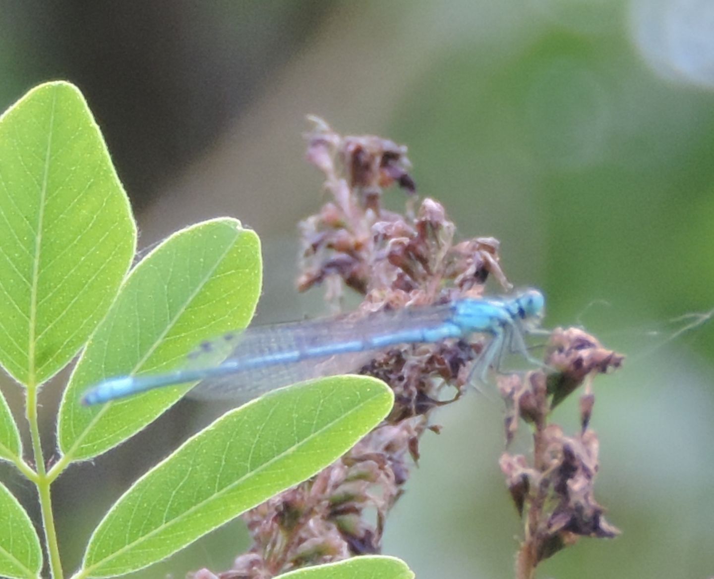 Coenagrion puella?