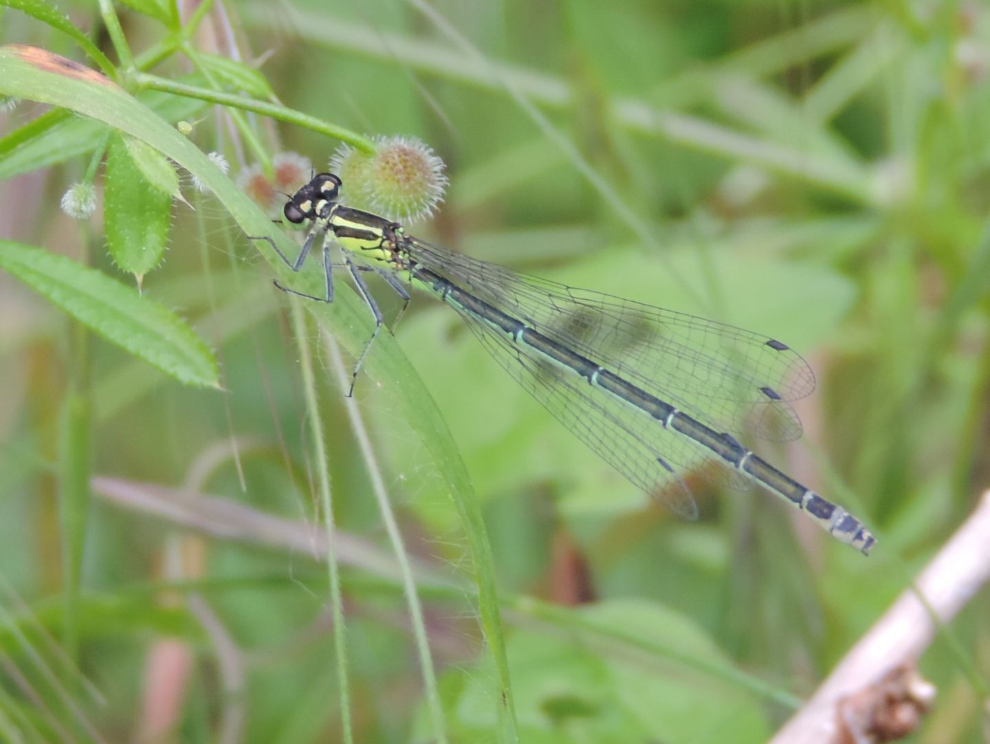 Coenagrion puella?