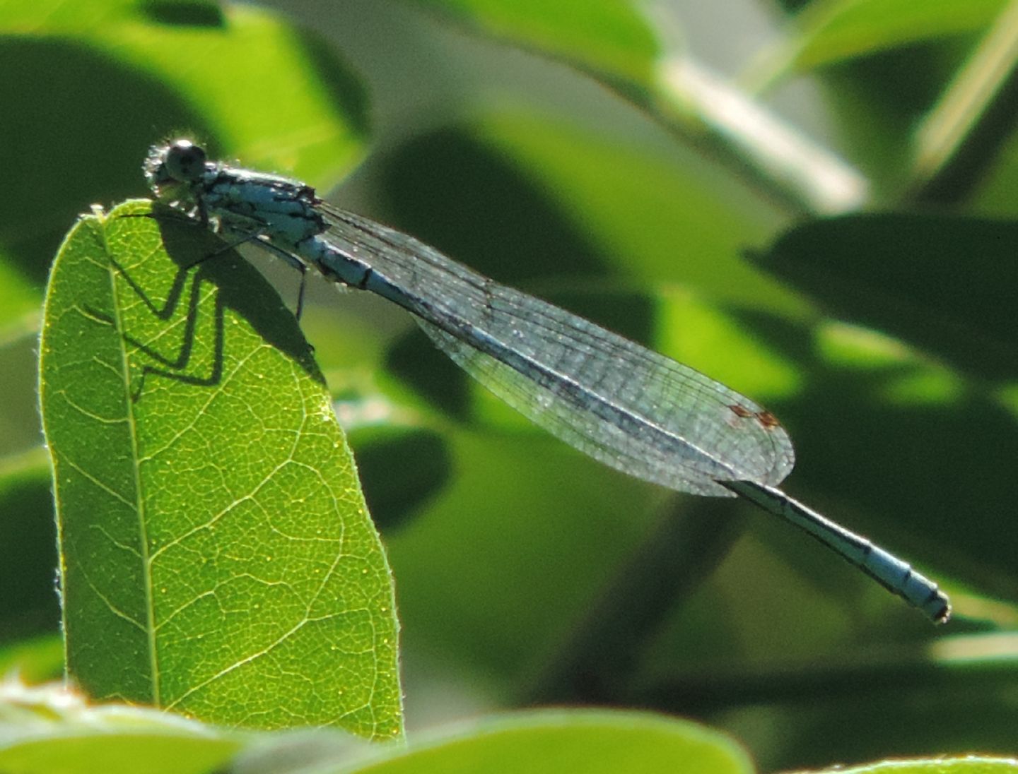 Coenagrion puella?