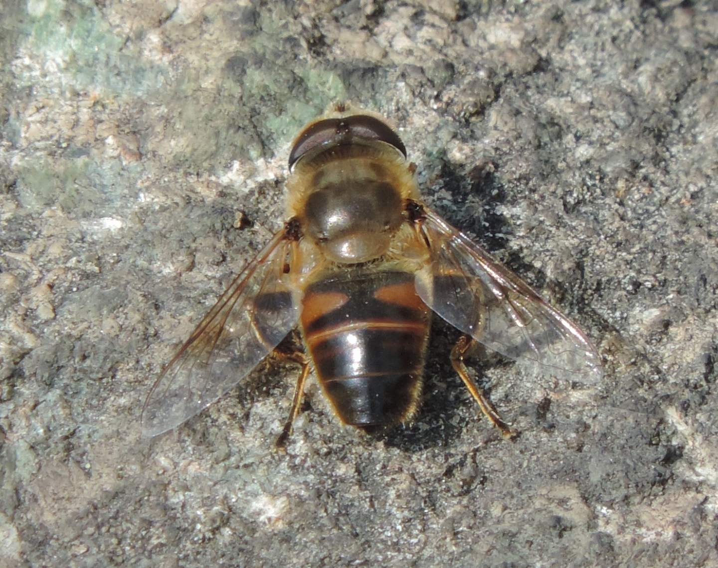Quale Eristalis? Eristalis tenax