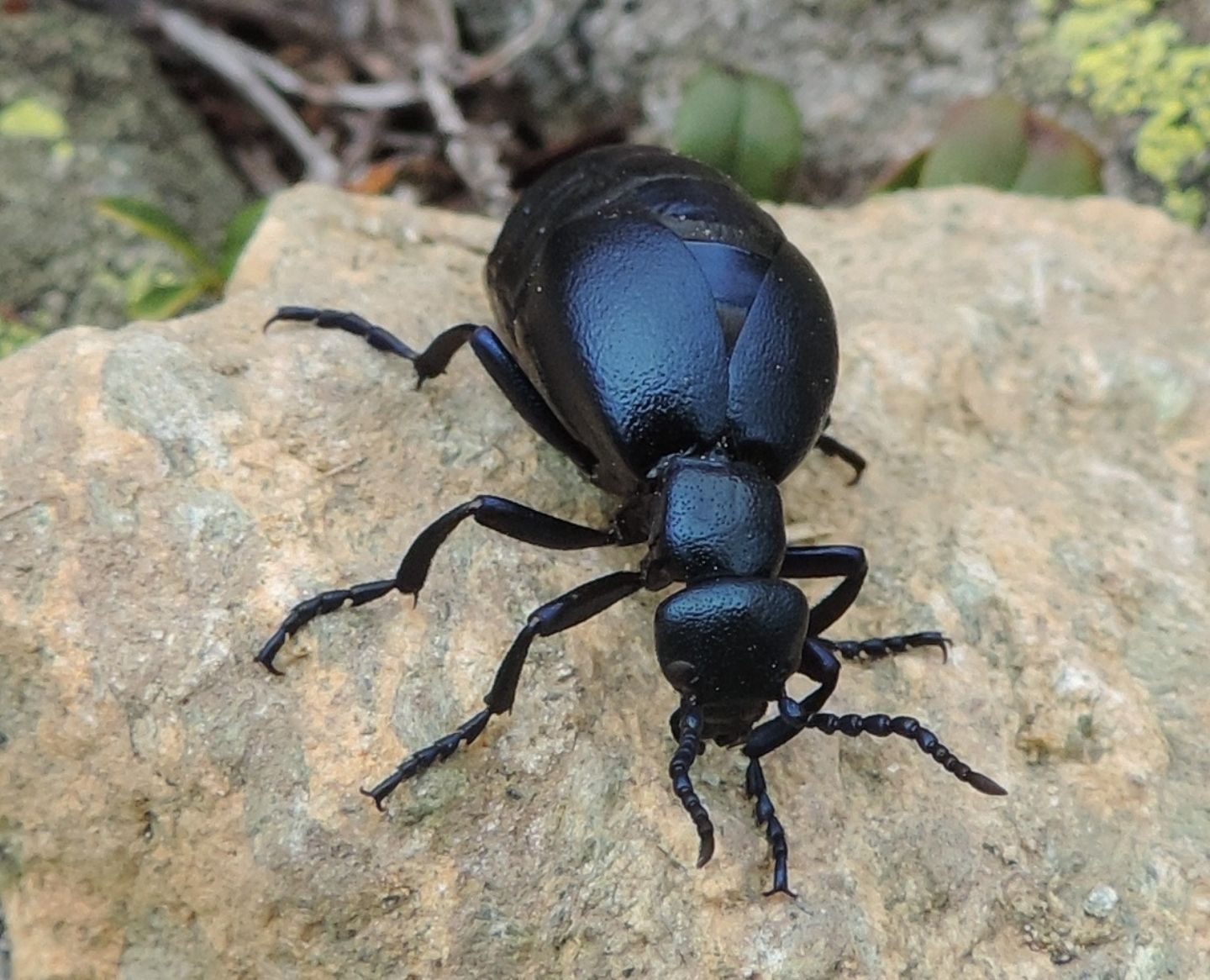 Meloe violaceus, Meloidae, femmina