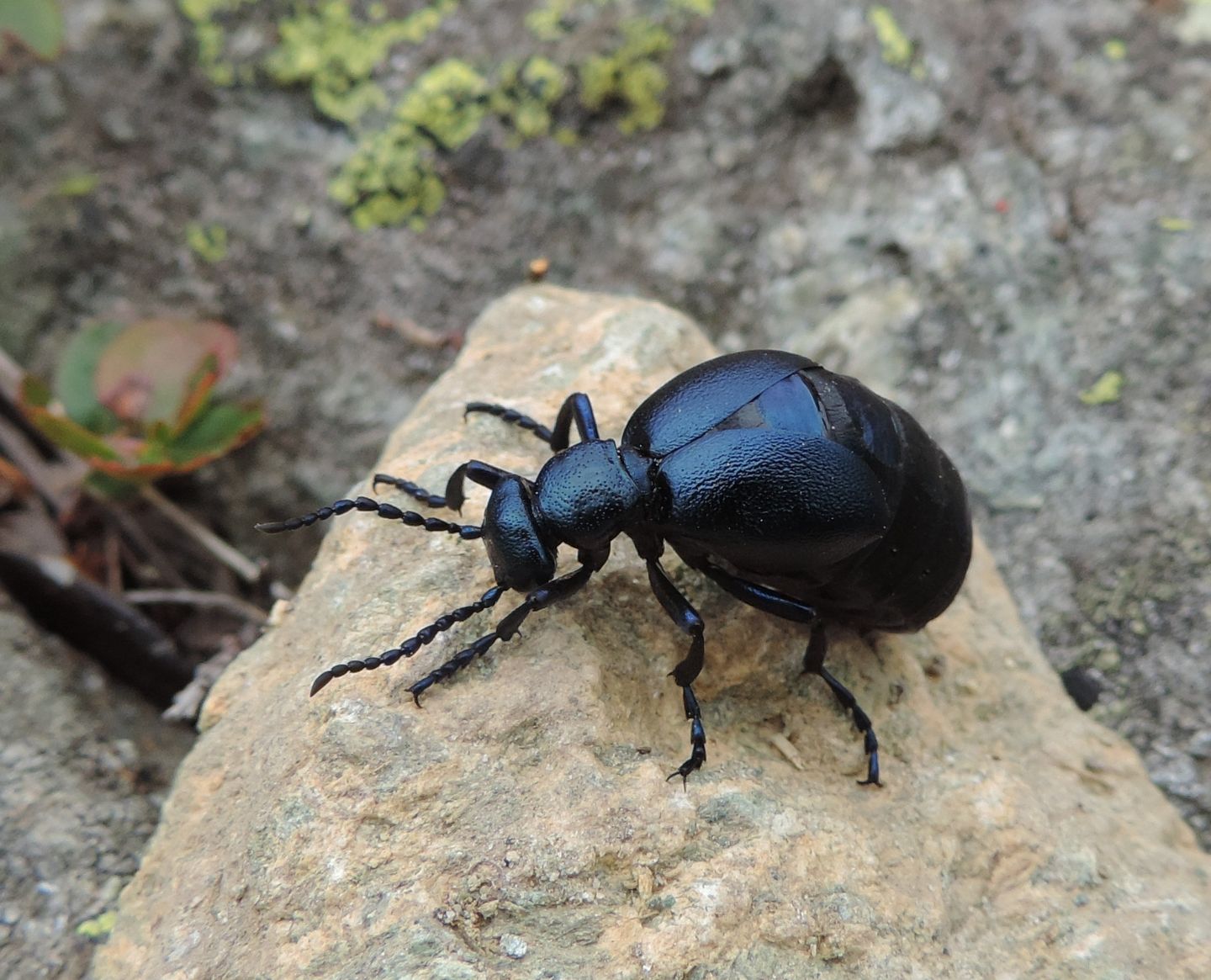 Meloe violaceus, Meloidae, femmina