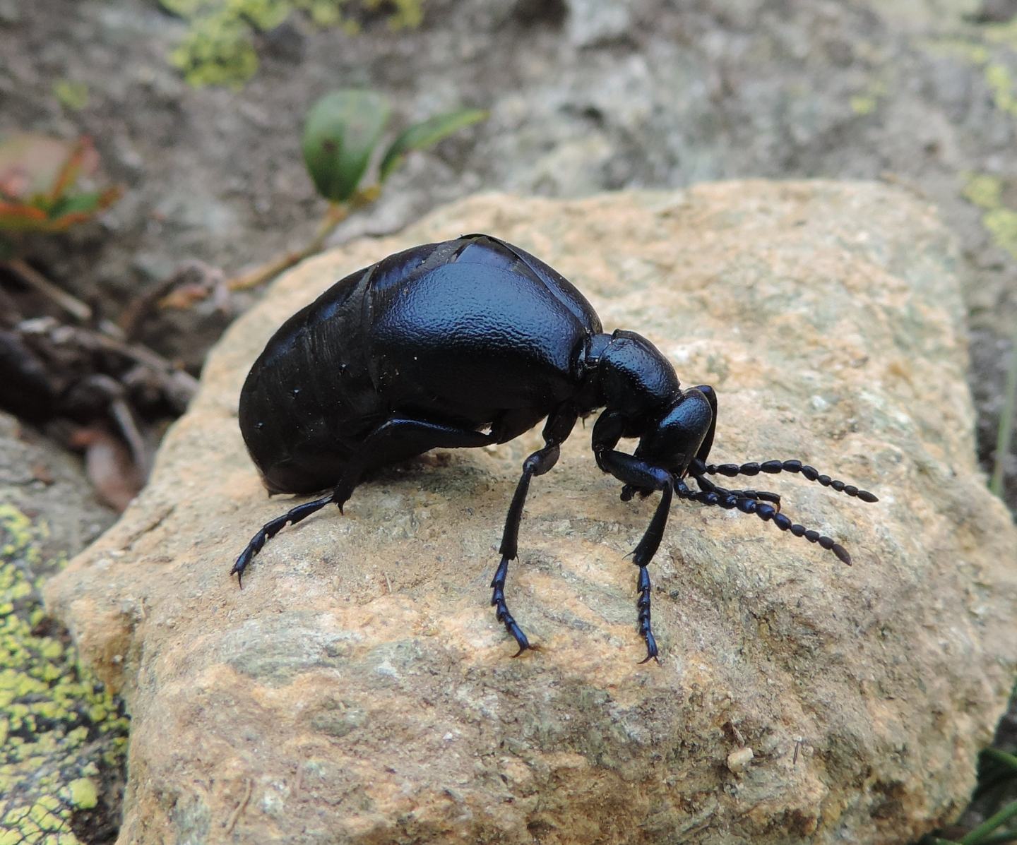 Meloe violaceus, Meloidae, femmina