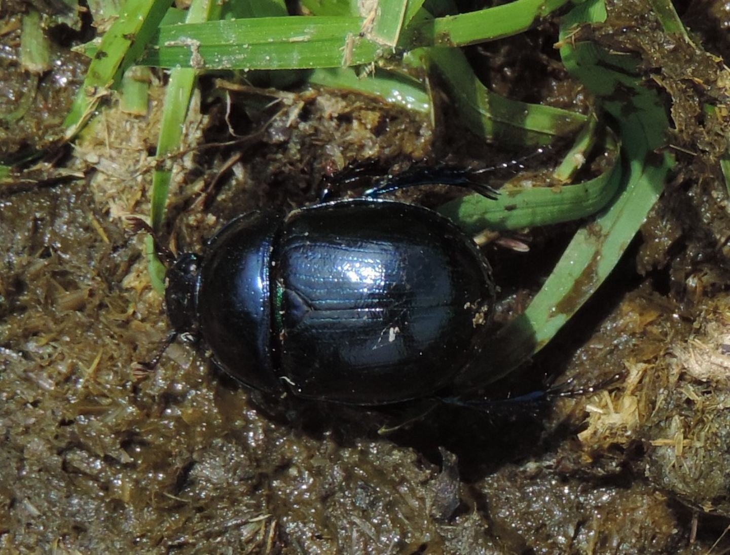 Anoplotrupes stercorosus?
