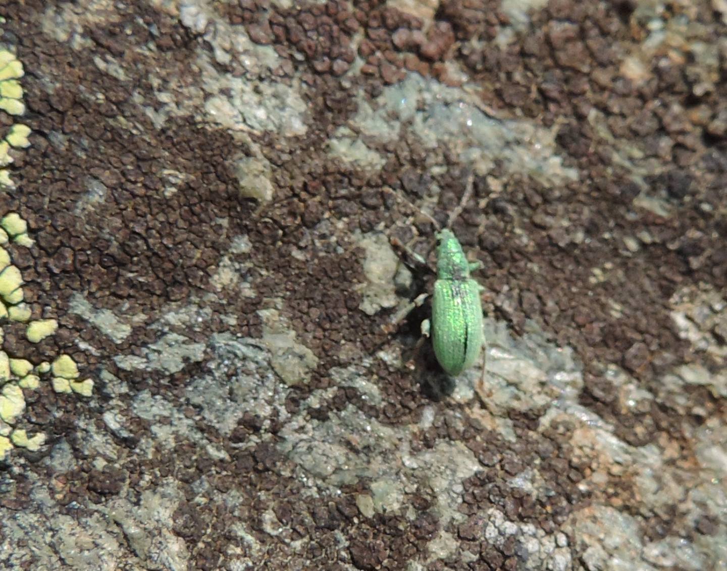 Quale Phyllobius?