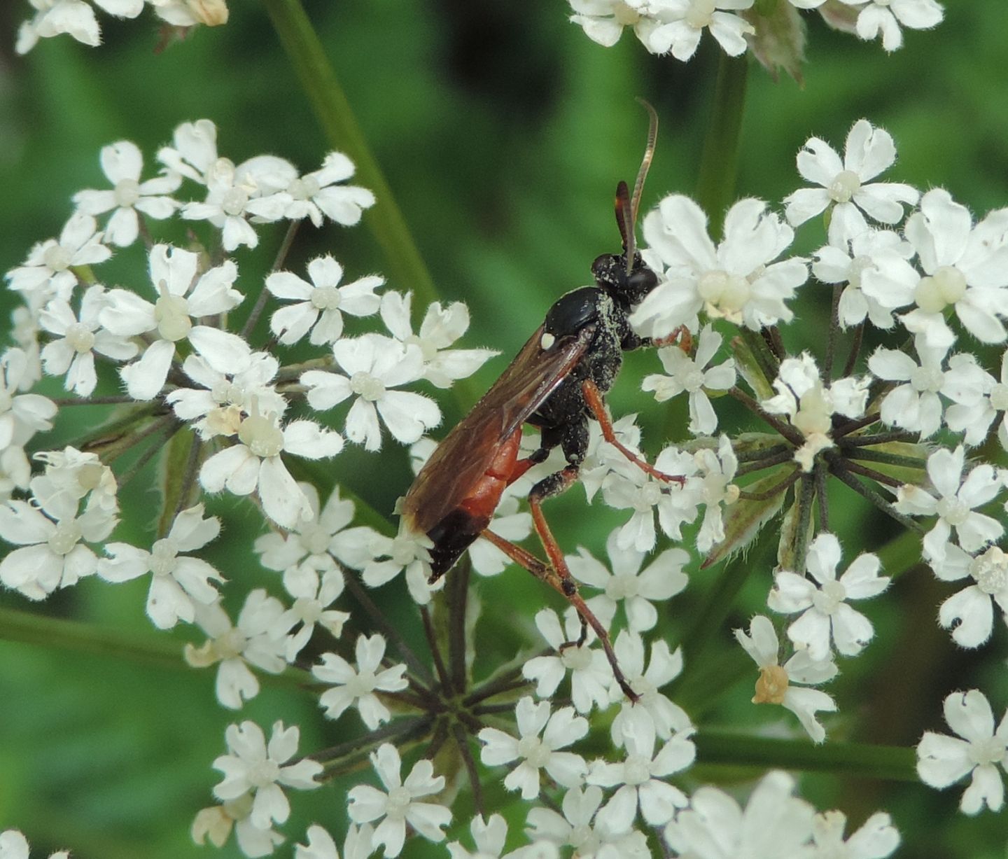 Sphecidae? No, Icneumonidae