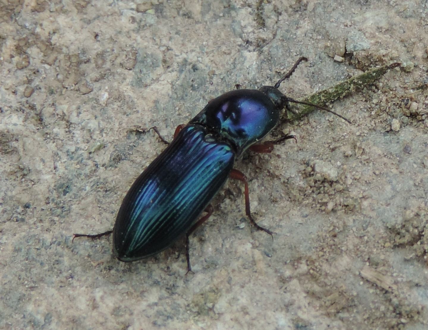 Magnifici Elateridi: Selatosomus aeneus