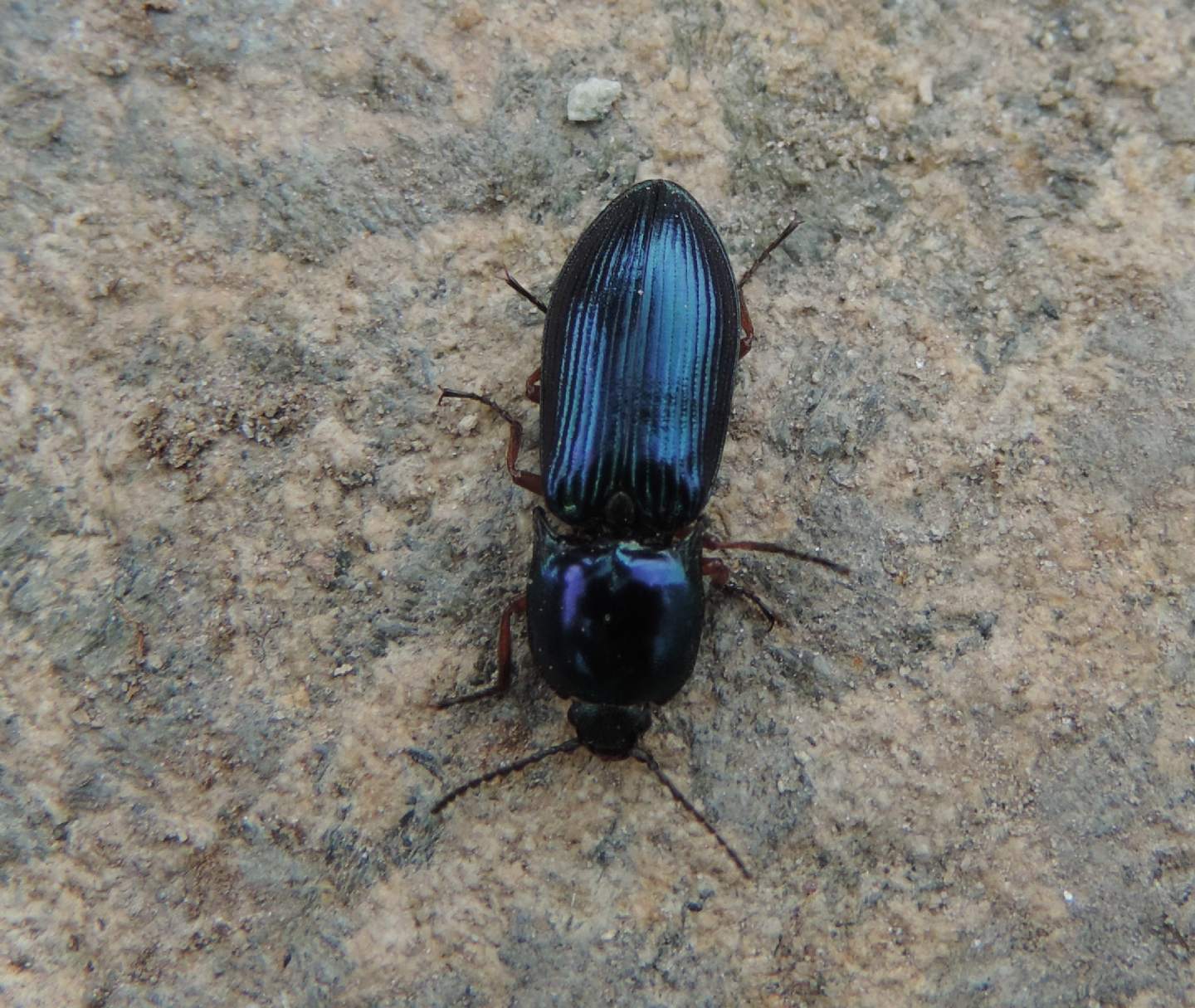 Magnifici Elateridi: Selatosomus aeneus