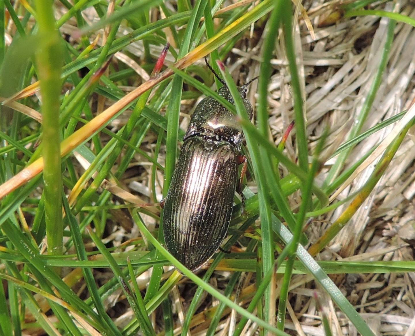 Magnifici Elateridi: Selatosomus aeneus