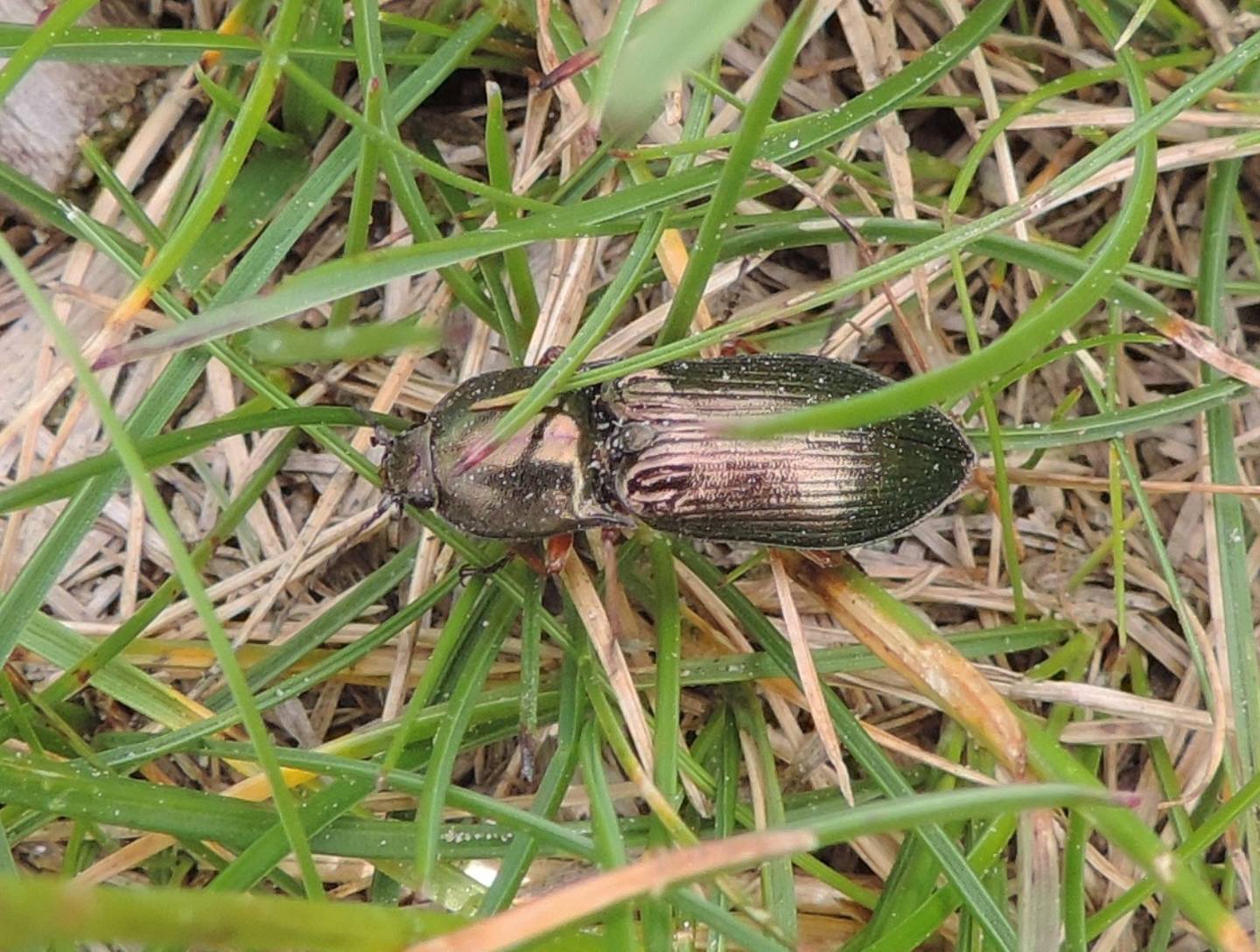 Magnifici Elateridi: Selatosomus aeneus